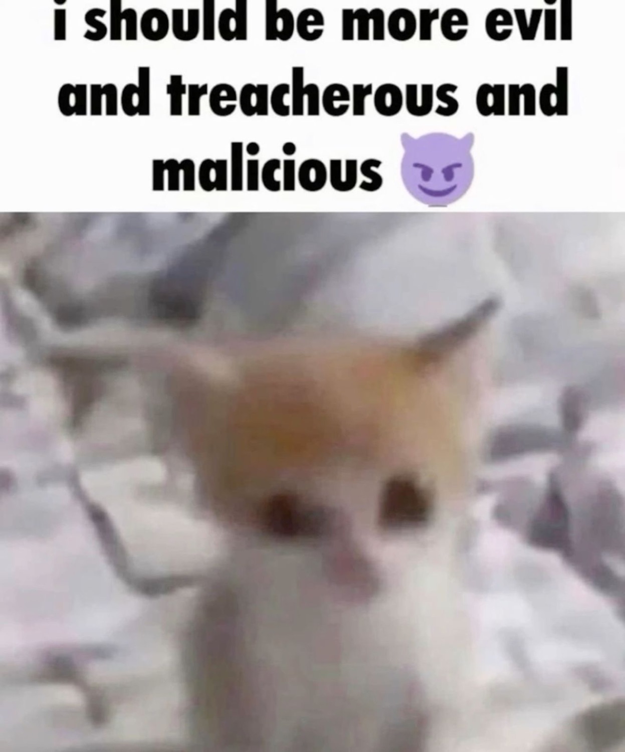 Blurry kitten: 'i should be more evil and treacherous and malicious ๐'