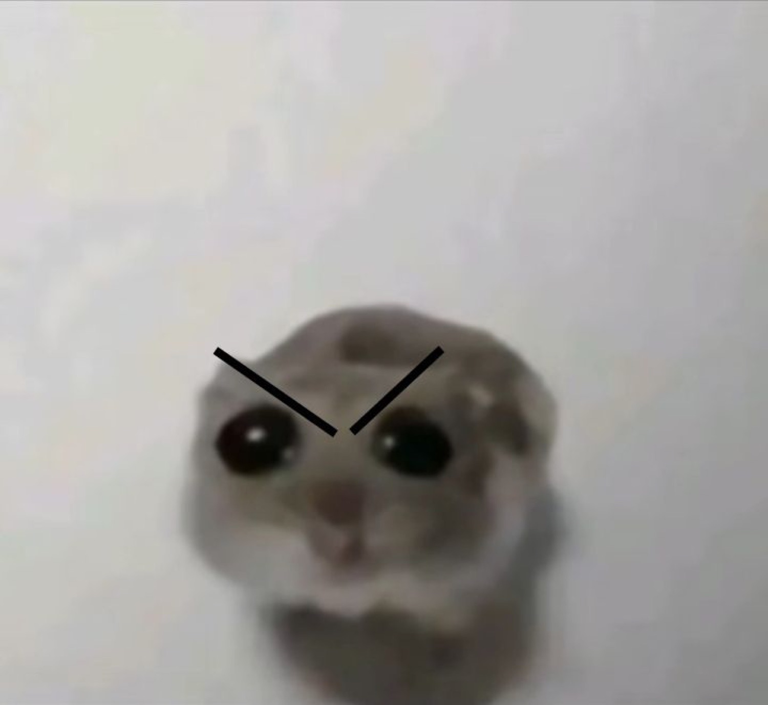 Hamster with drawn-on angry eyebrows glaring up with a grumpy little face