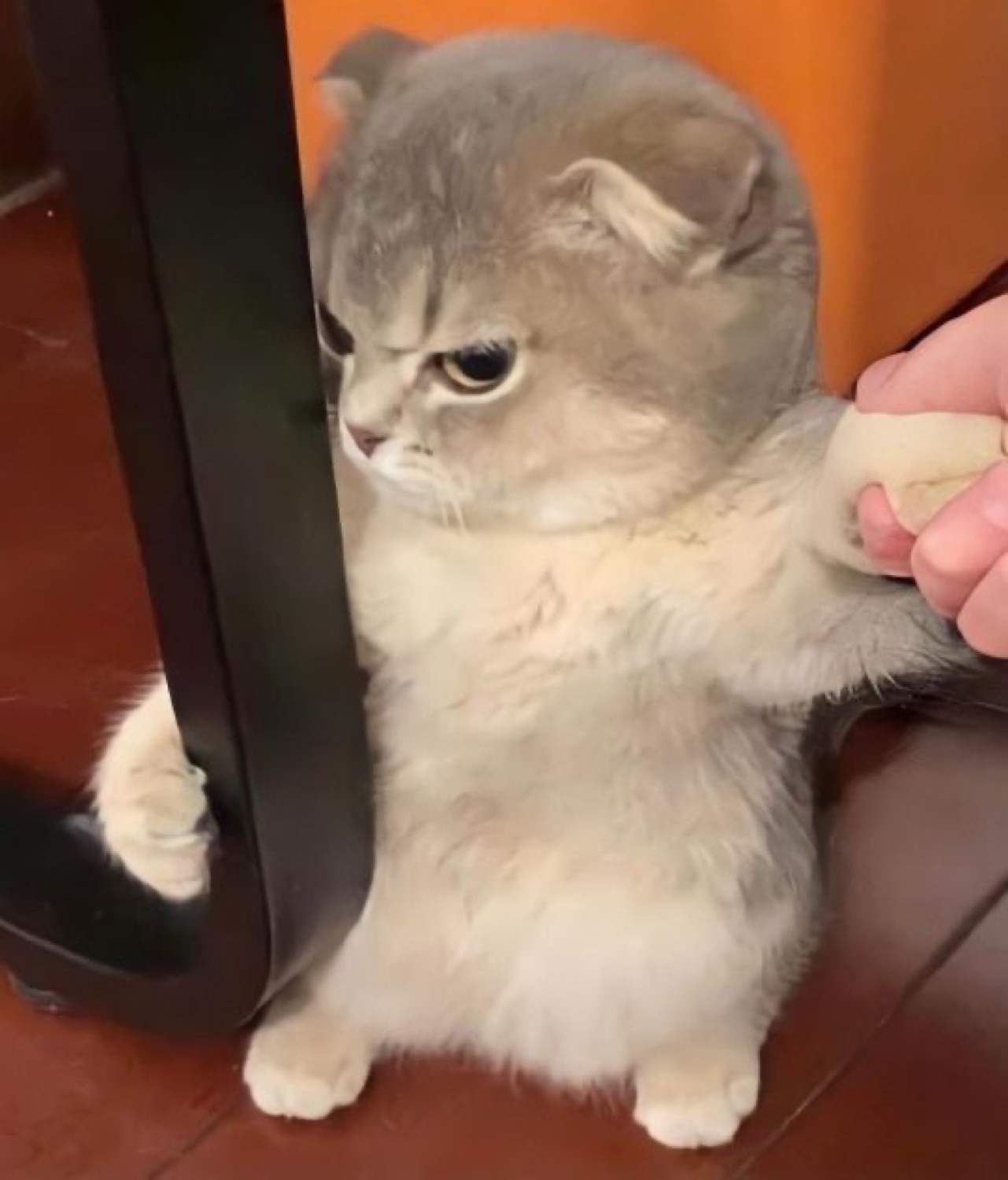 Grumpy fluffy kitten being held up by a hand, looking thoroughly unhappy