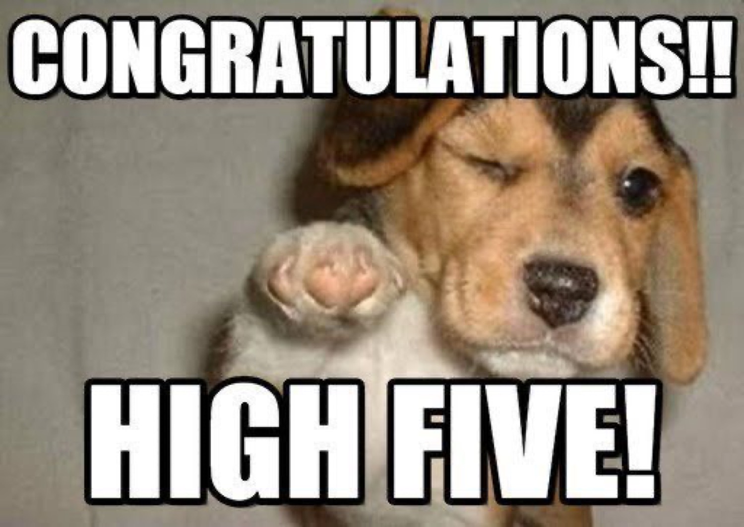 Puppy winking with a raised paw: 'CONGRATULATIONS!! HIGH FIVE!'