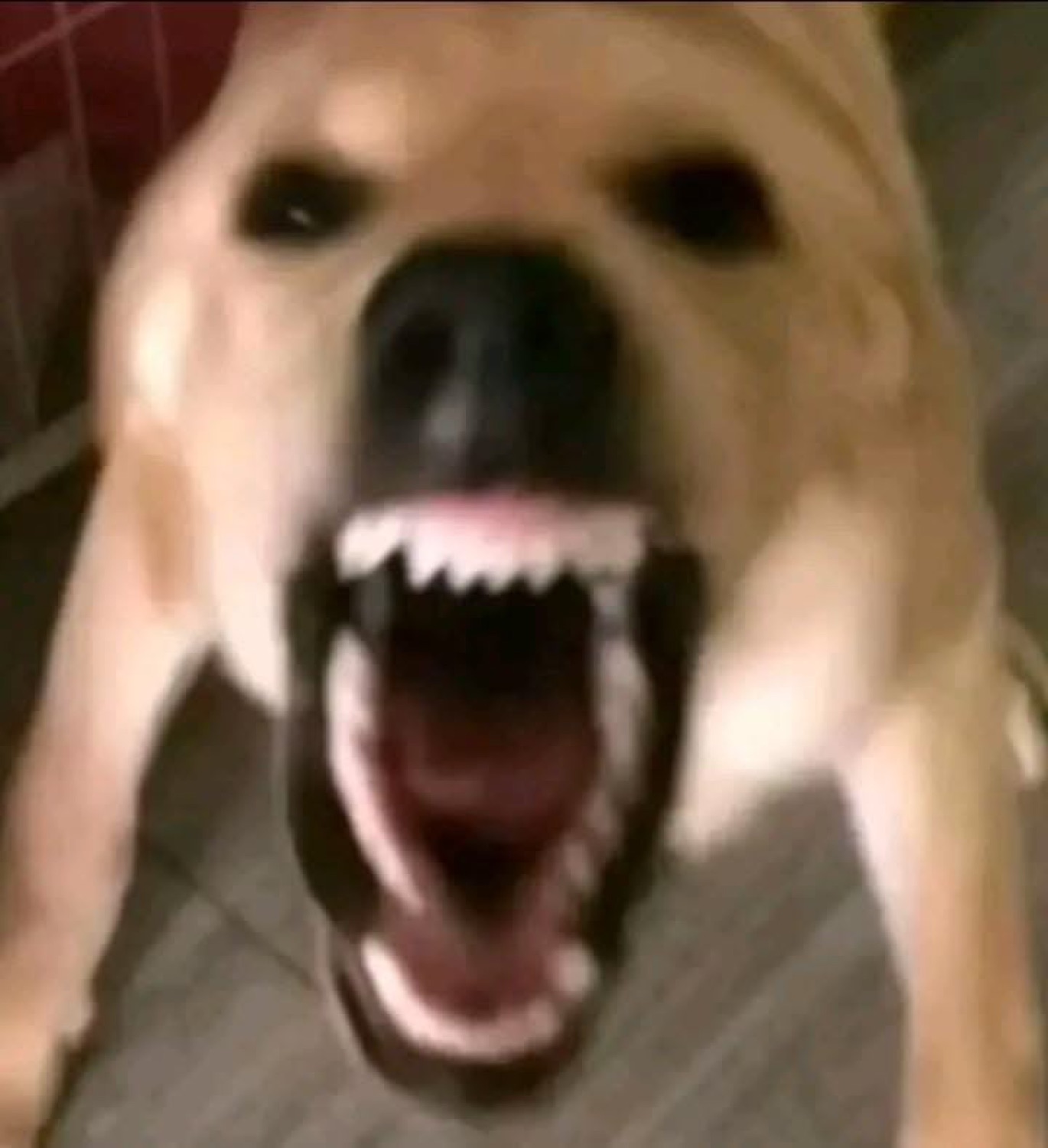 Blurry dog lunging at the camera mid-bark with jaws wide open
