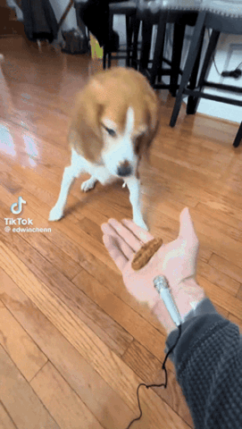 Beagle on a leash excitedly pulling toward the camera