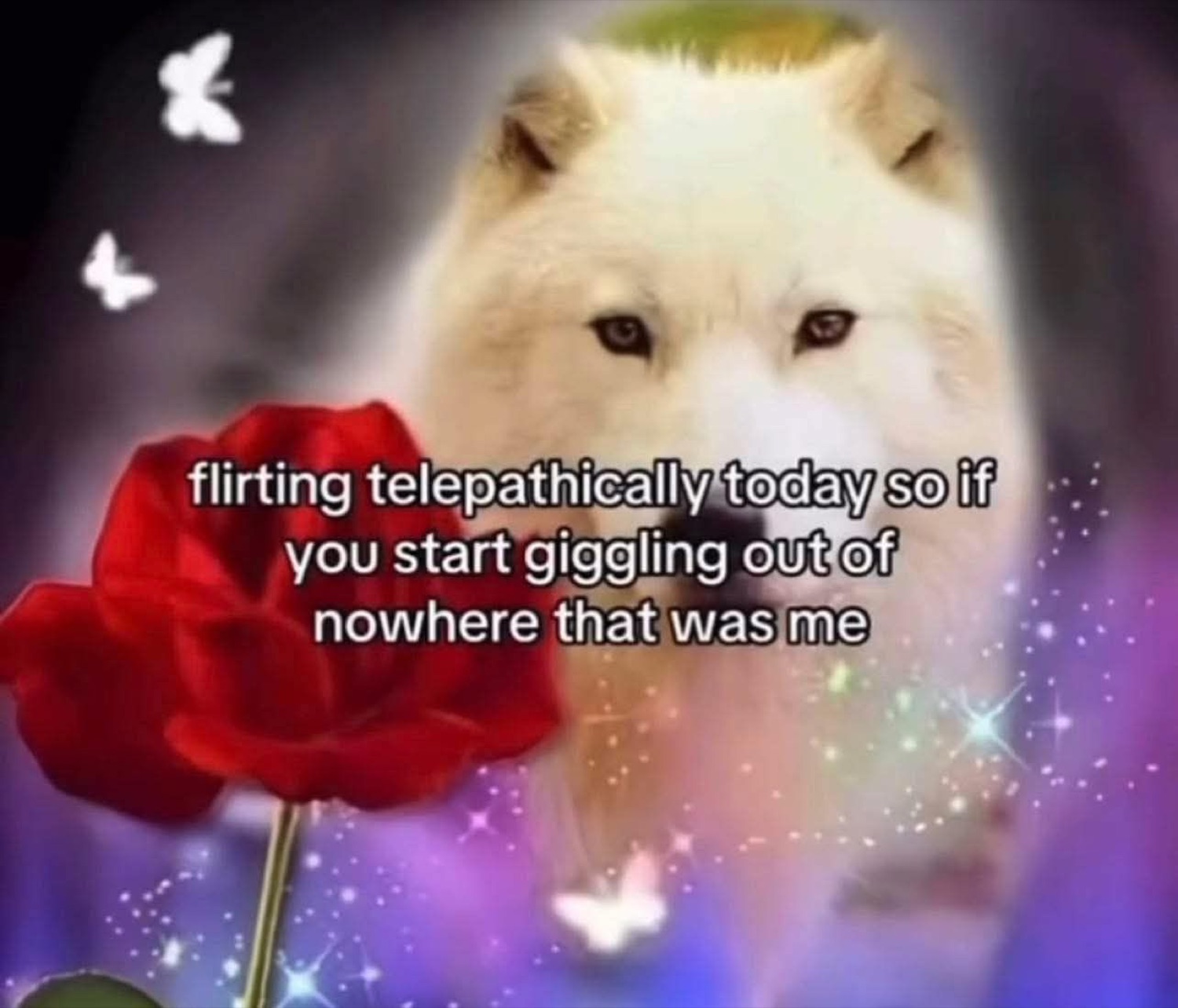 Majestic white wolf on a glittery fantasy background with a telepathic flirting caption