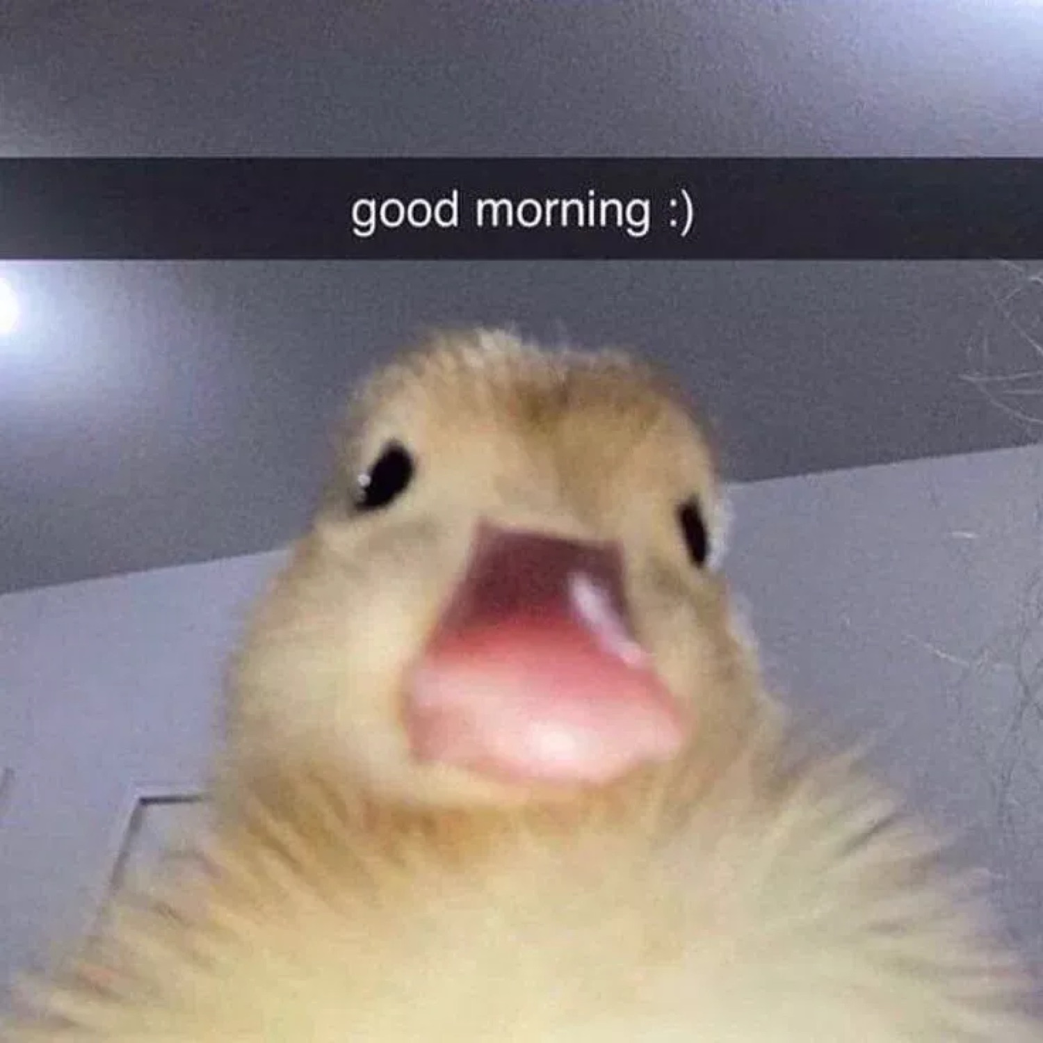 Duckling with its mouth wide open: 'good morning :)'