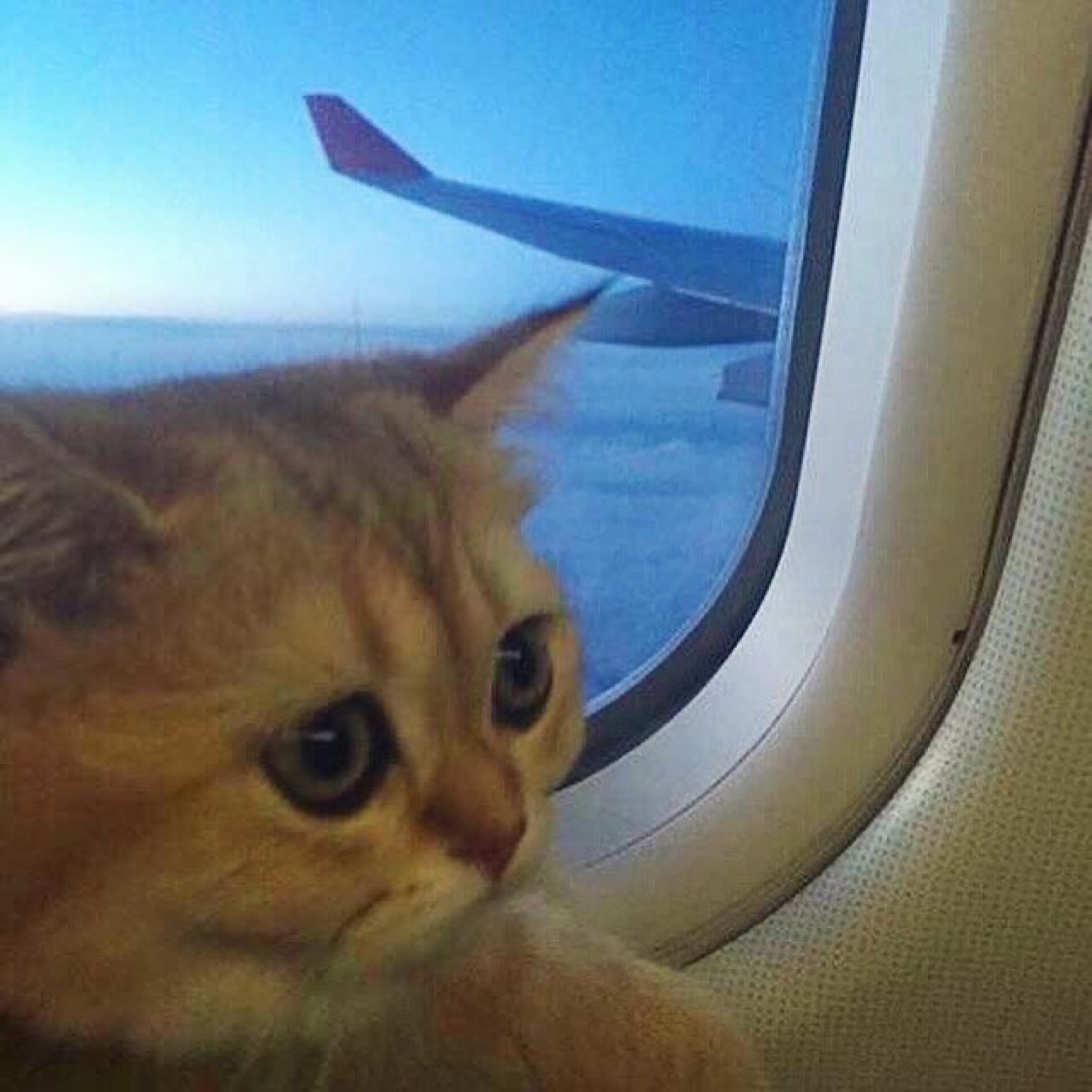 Orange kitten gazing out an airplane window