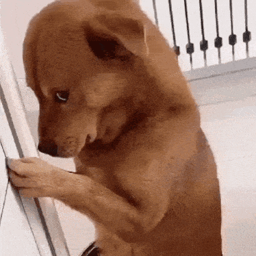 Brown dog standing against a door looking down shyly