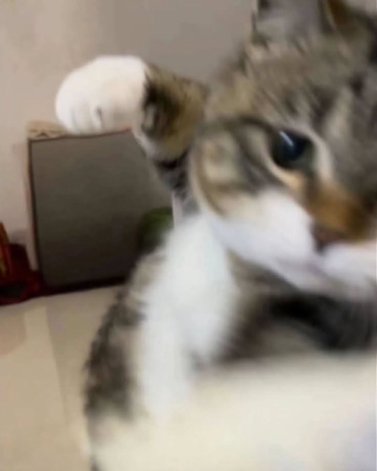 Blurry action shot of a cat mid-swipe, paw lunging at the camera
