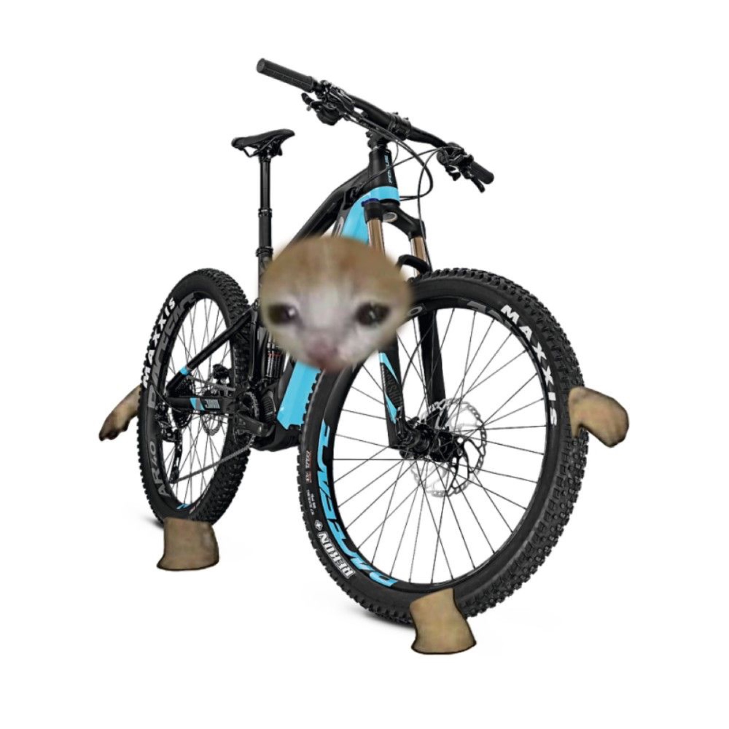 Cat face peeking out of a mountain bike with paws on the ground