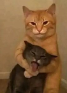 Smug orange cat holding a yawning gray cat in a headlock