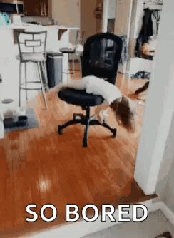 Dog lying on an office chair spinning in circles, "so bored"