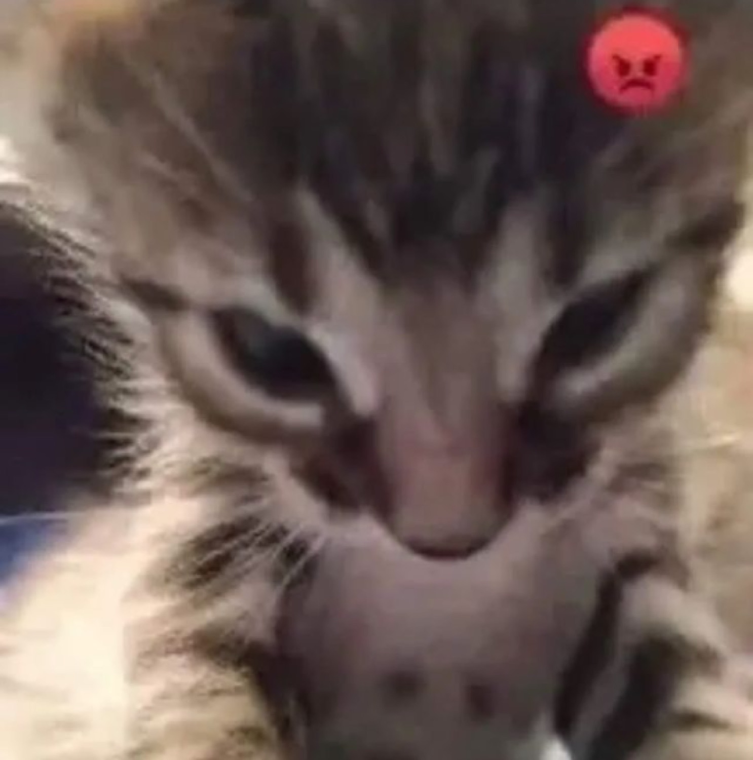 Tiny kitten with the most menacing scowl you've ever seen, angry emoji confirms it