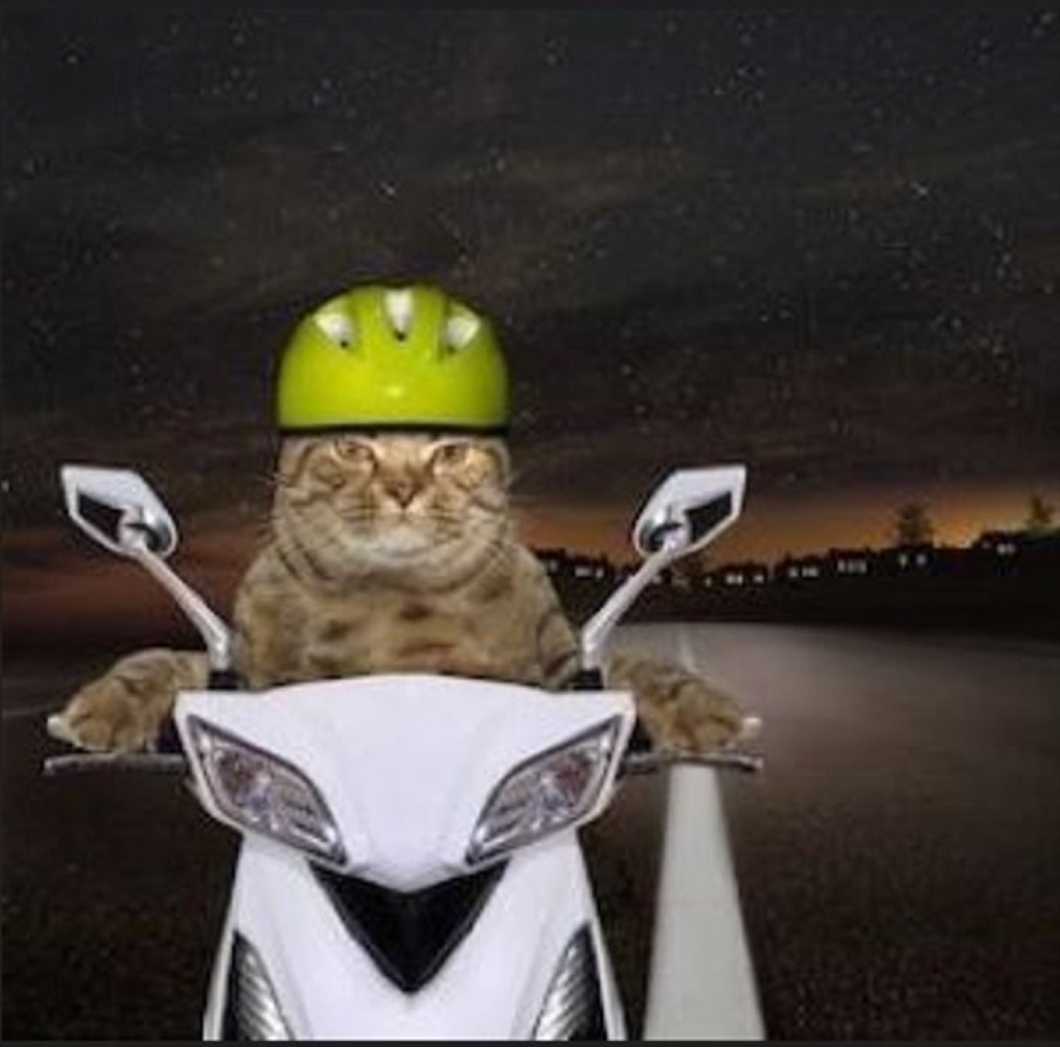 Cat in a lime helmet riding a white scooter at night