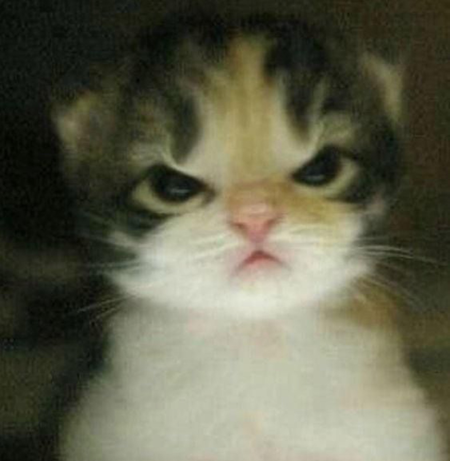 Tiny tabby kitten with deeply furrowed brows delivering maximum disapproval