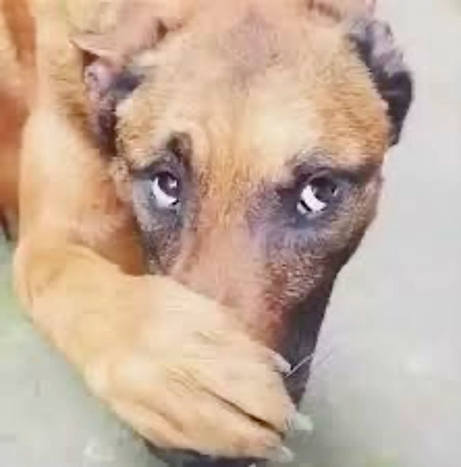 Dog covering its nose with its paw