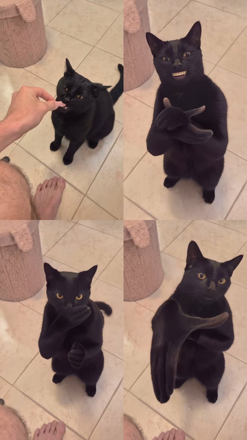 Four-panel grid of a black cat standing on its hind legs clapping its paws