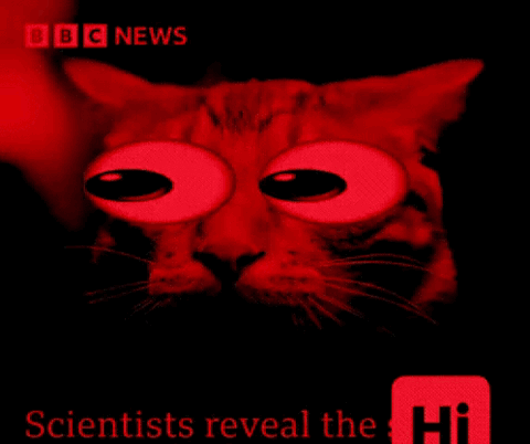 Red-tinted cat on BBC News, "Scientists reveal the Hi"