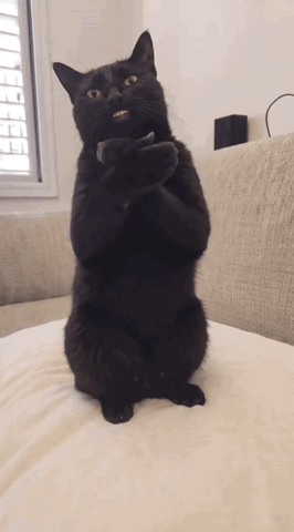 Black cat standing on its hind legs clapping on a bed