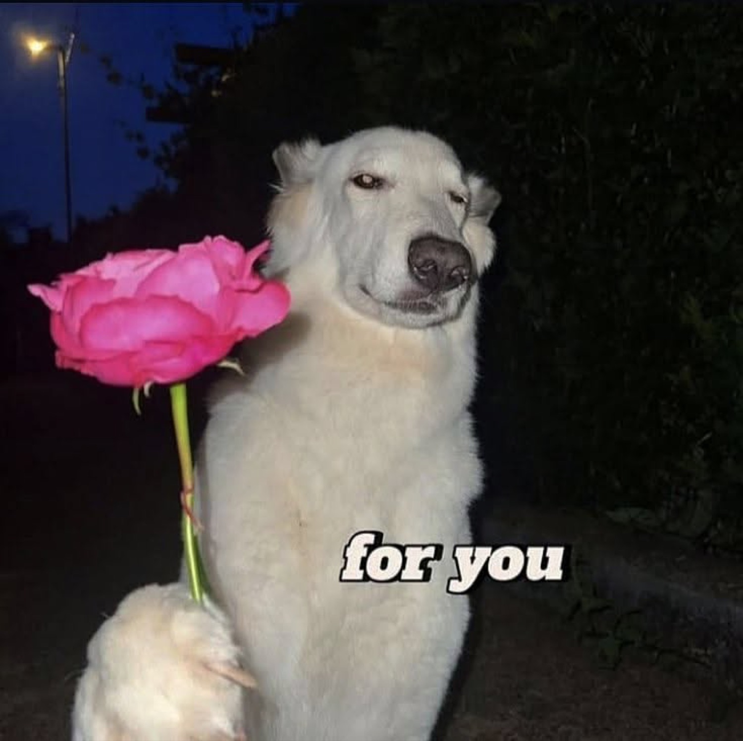 White fluffy dog standing upright holding out a pink rose captioned 'for you'