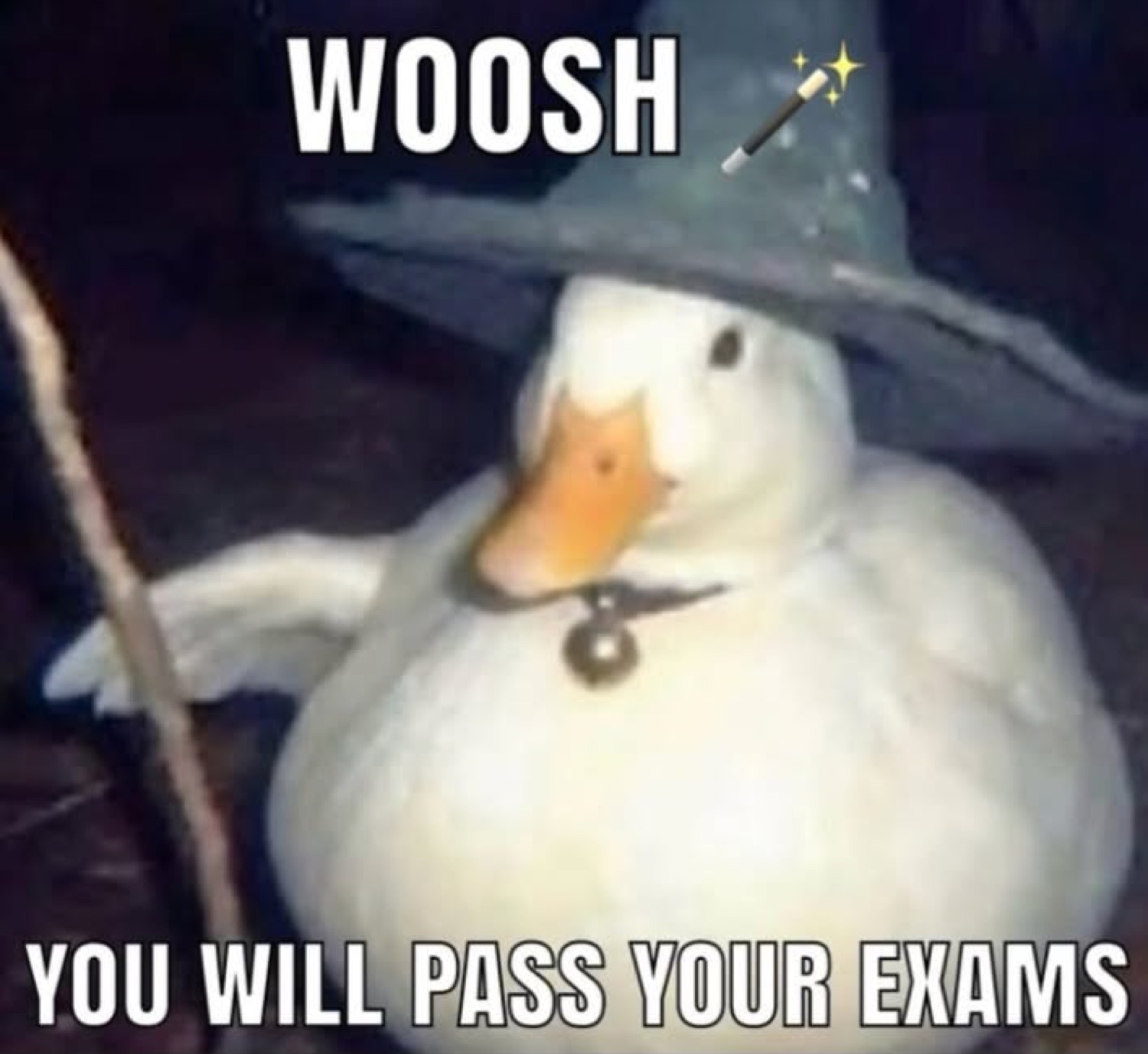 Duck in a wizard hat with a wand: 'WOOSH / YOU WILL PASS YOUR EXAMS'