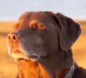 Chocolate Rottweiler-mix dog with eyes half-closed, basking smugly in golden light