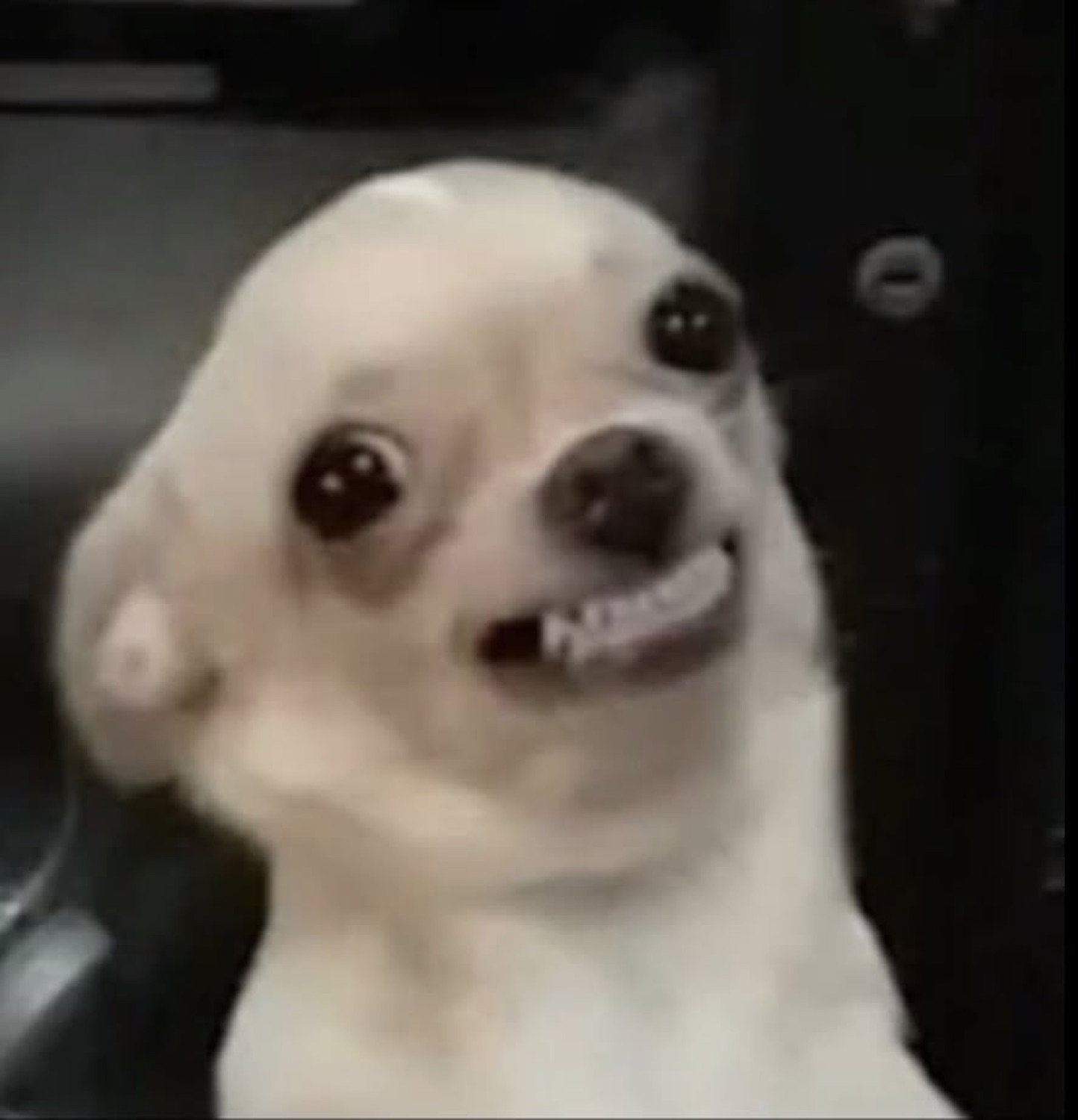 White chihuahua baring its little teeth in an unsettling forced grin