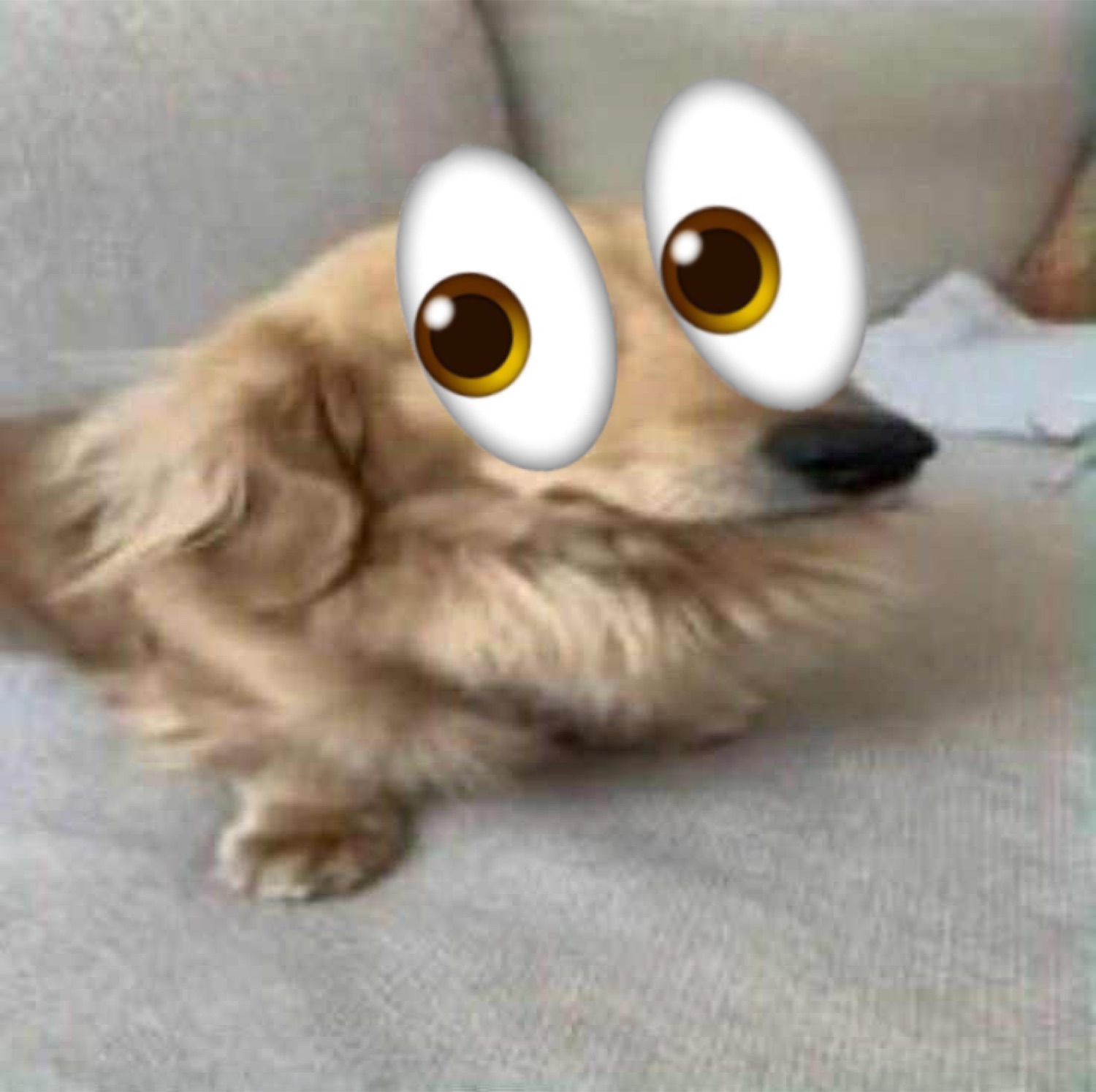 Fluffy dog with giant googly emoji eyes pasted on