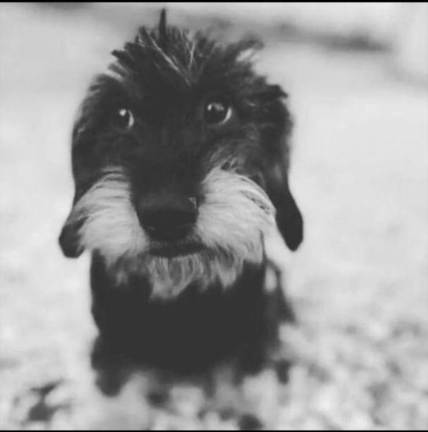 Black-and-white shot of a scruffy dachshund puppy charging straight at the camera