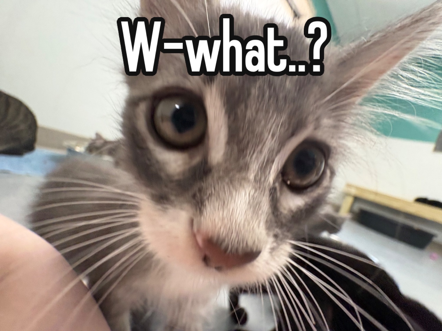 Wide-eyed grey kitten staring into the camera captioned 'W-what..?'