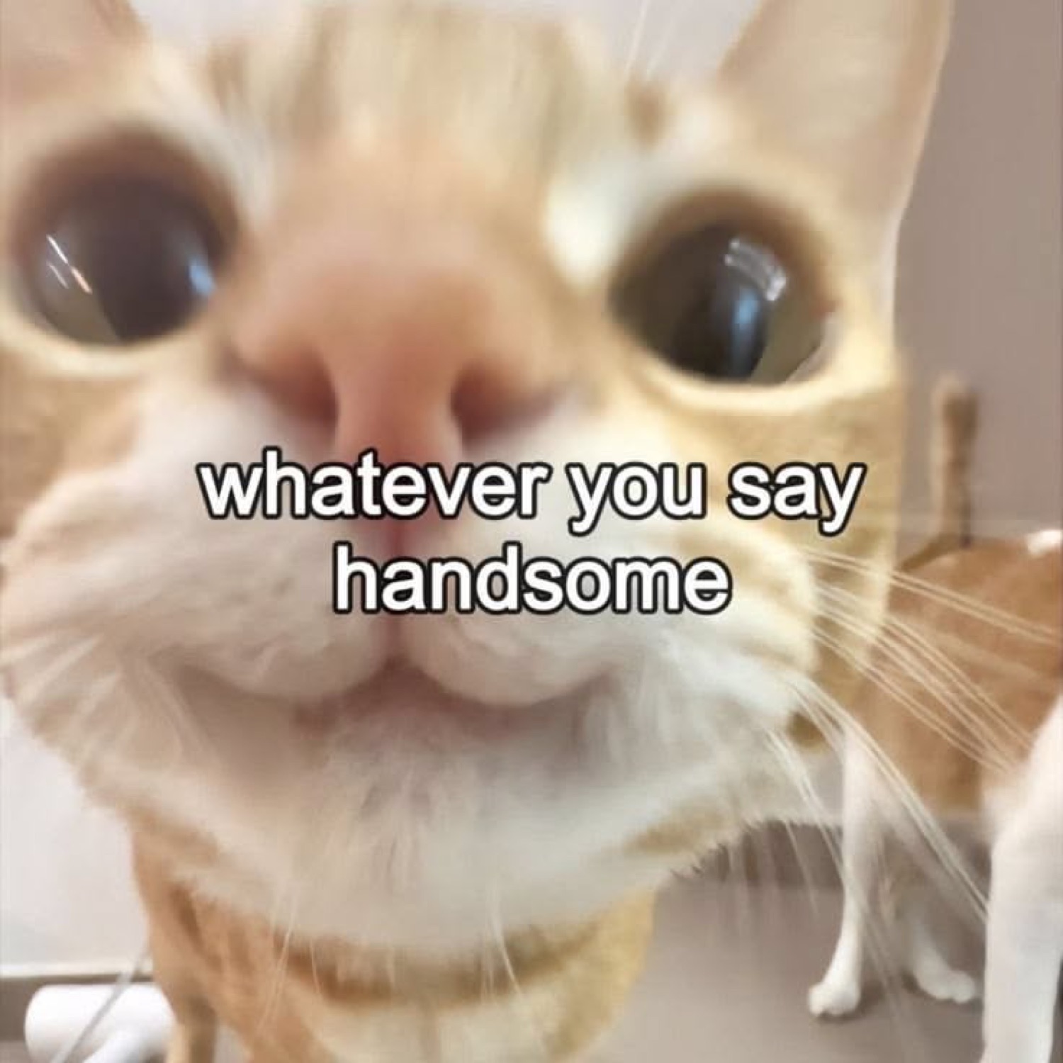 Orange tabby cat stares up close with huge dilated pupils and 'whatever you say handsome'