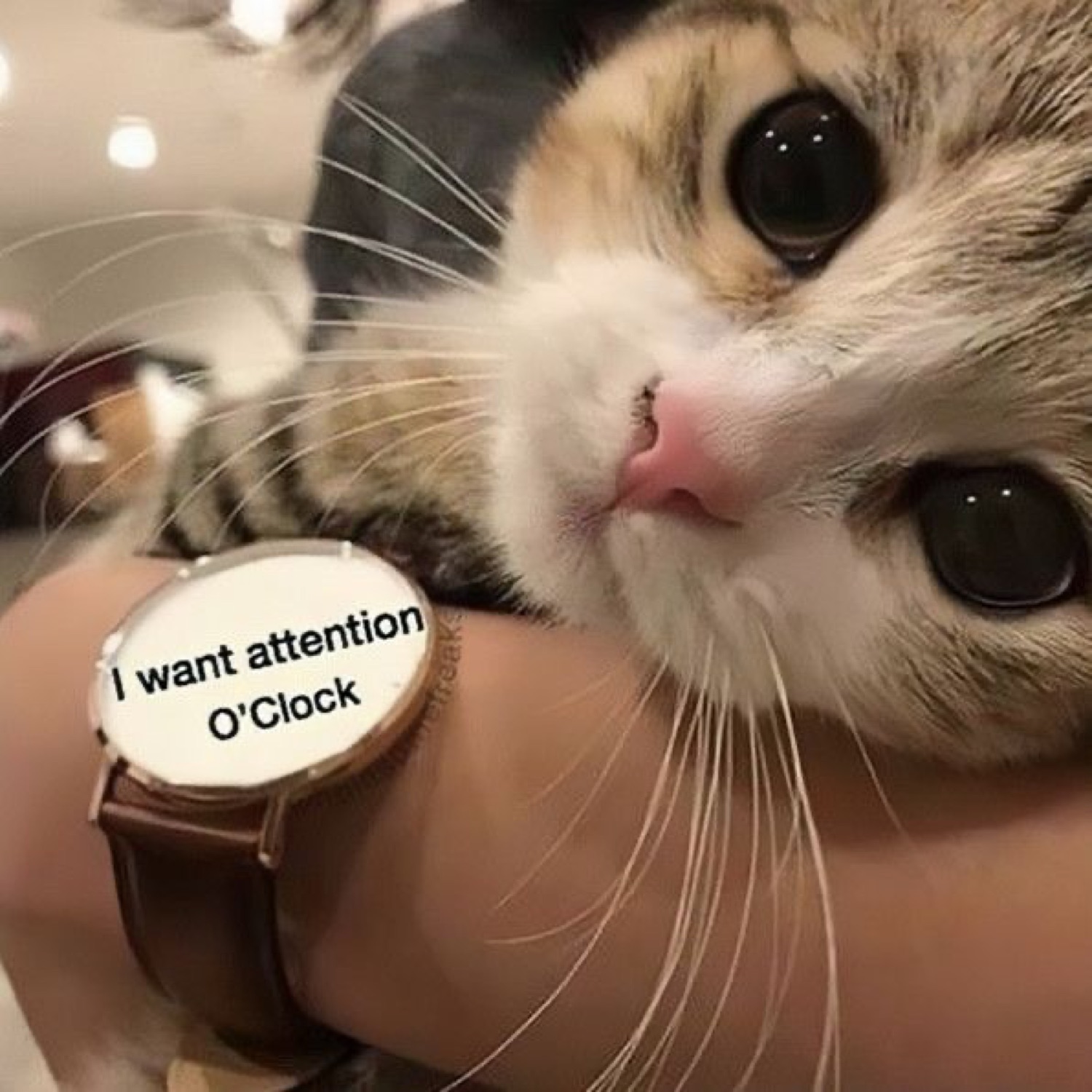 Kitten with massive eyes rests on a wrist with a watch face reading 'I want attention O'Clock'