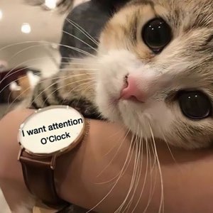 Kitten with massive eyes rests on a wrist with a watch face reading 'I want attention O'Clock'