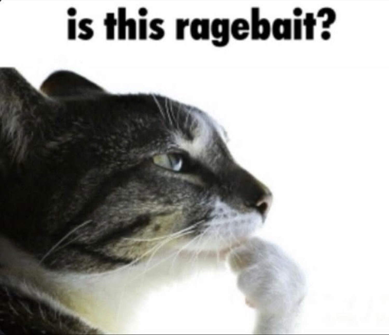 Cat in profile squinting skeptically, captioned 'is this ragebait?'