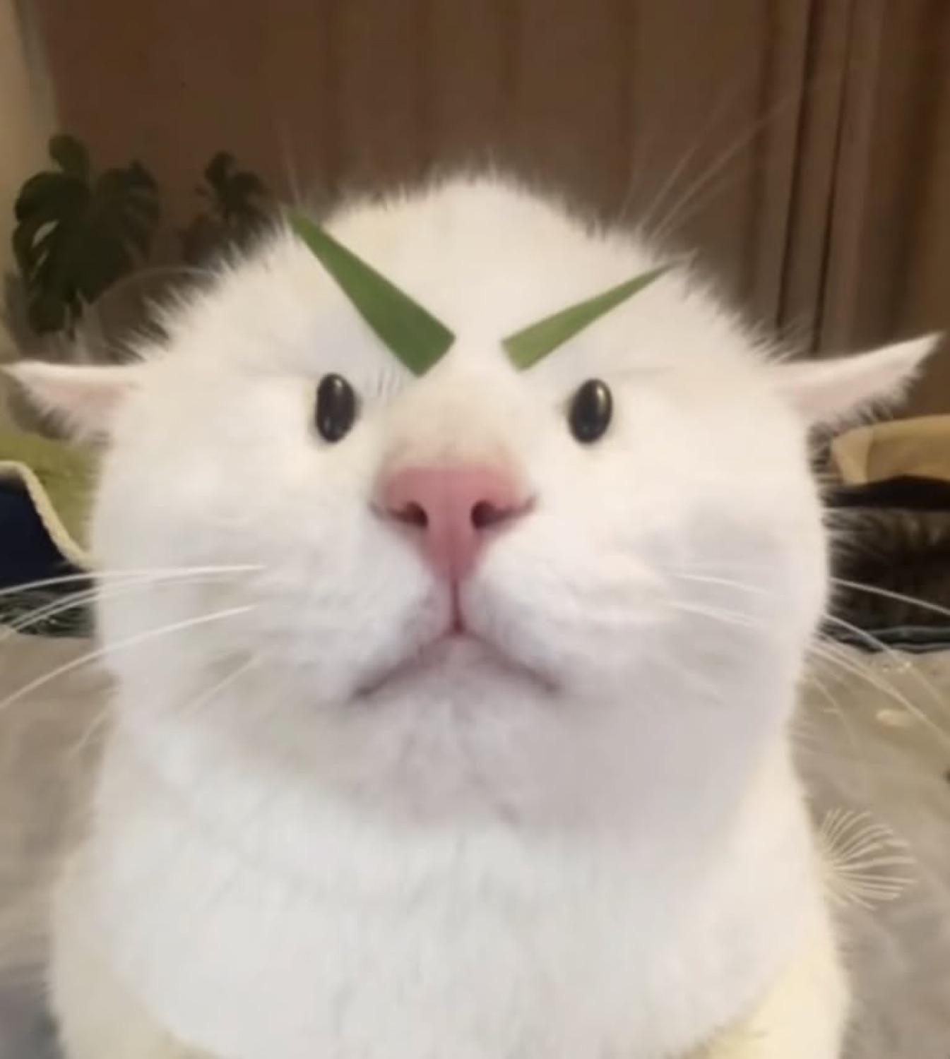 White cat wearing leek slices as angry eyebrows, permanently unimpressed