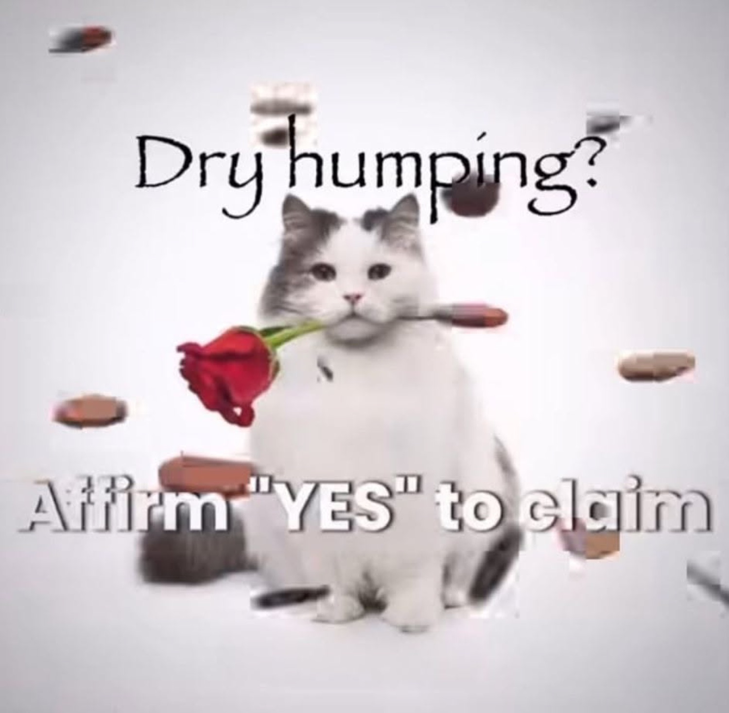 Fluffy cat holding a rose in its mouth, surrounded by flying chocolates, captioned 'Dry humping? Affirm YES to claim'