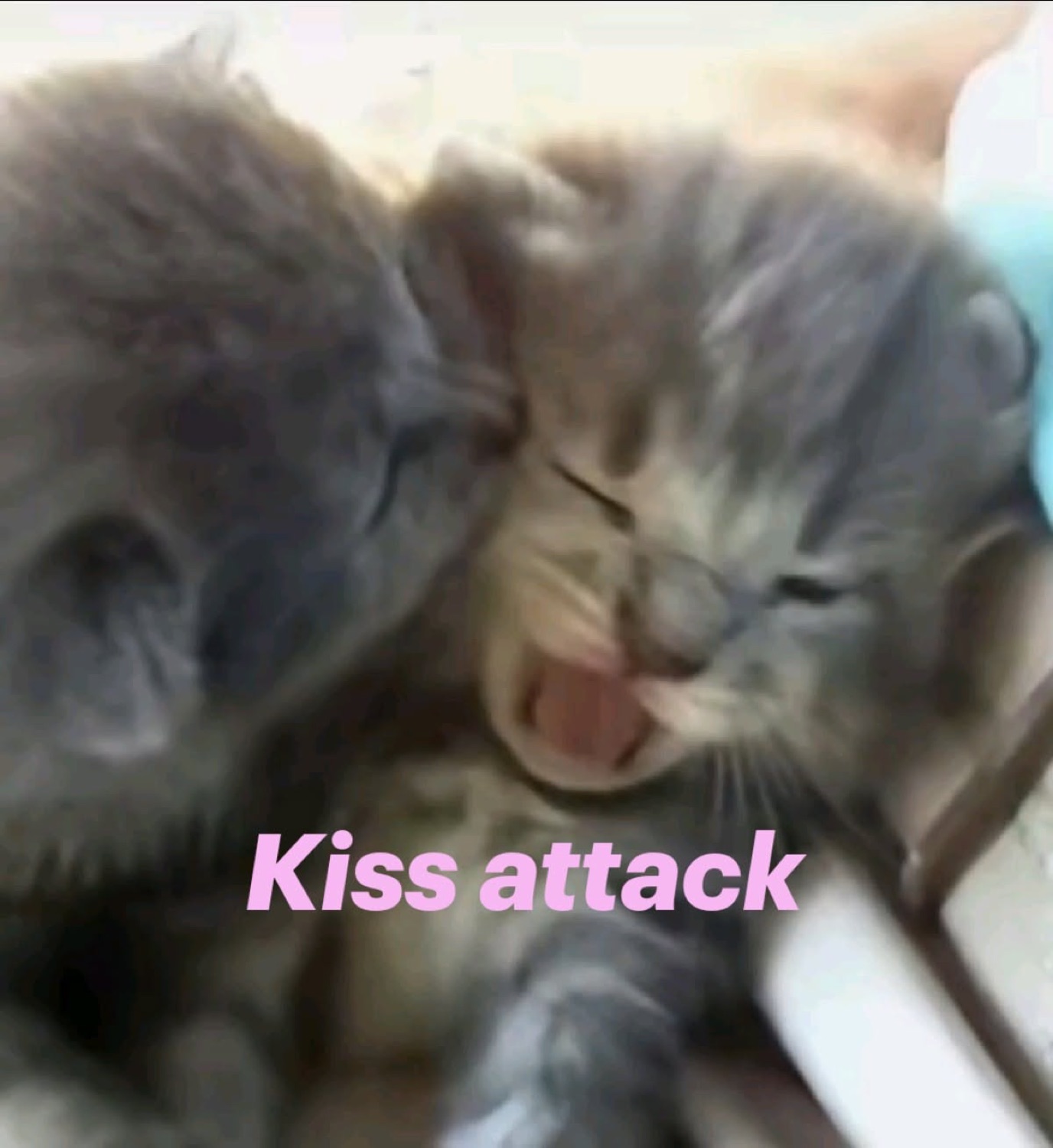 Two gray kittens nuzzling faces captioned 'Kiss attack'