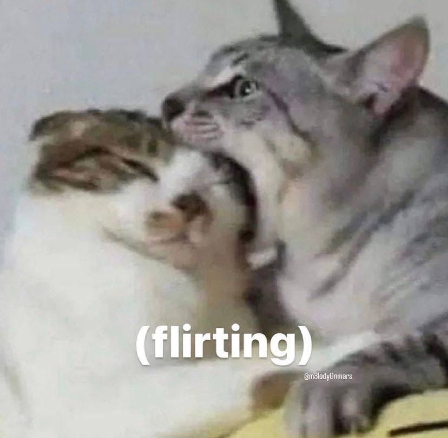 One cat nibbling another cat's neck with '(flirting)' captioned below