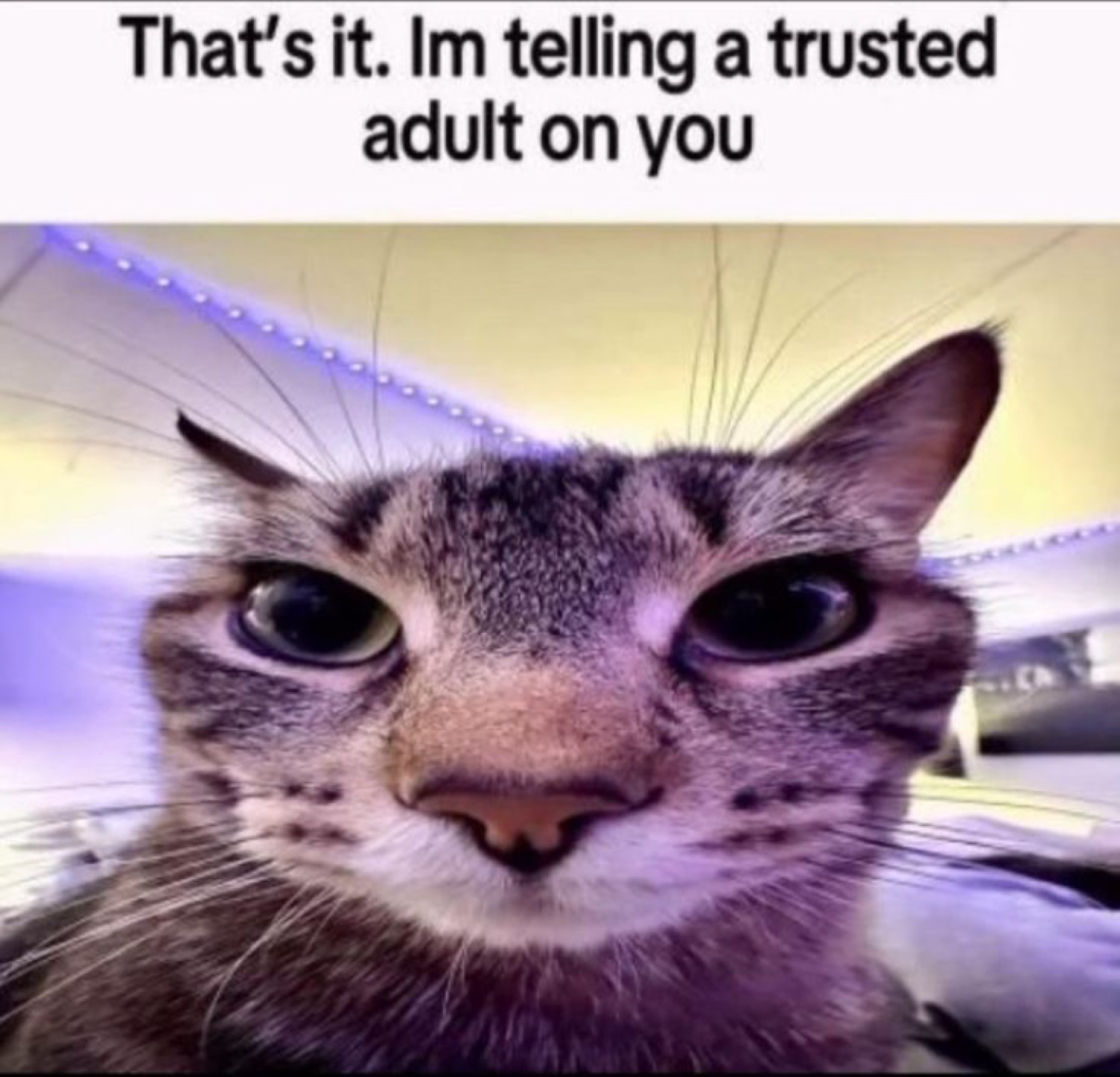 Cat staring intensely at the camera with the caption 'That's it. Im telling a trusted adult on you'