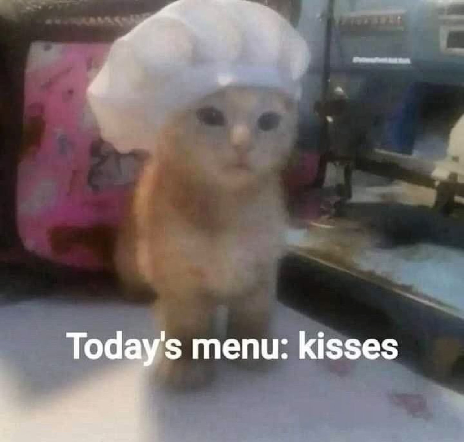 Orange kitten in a tiny chef hat captioned "Today's menu: kisses"