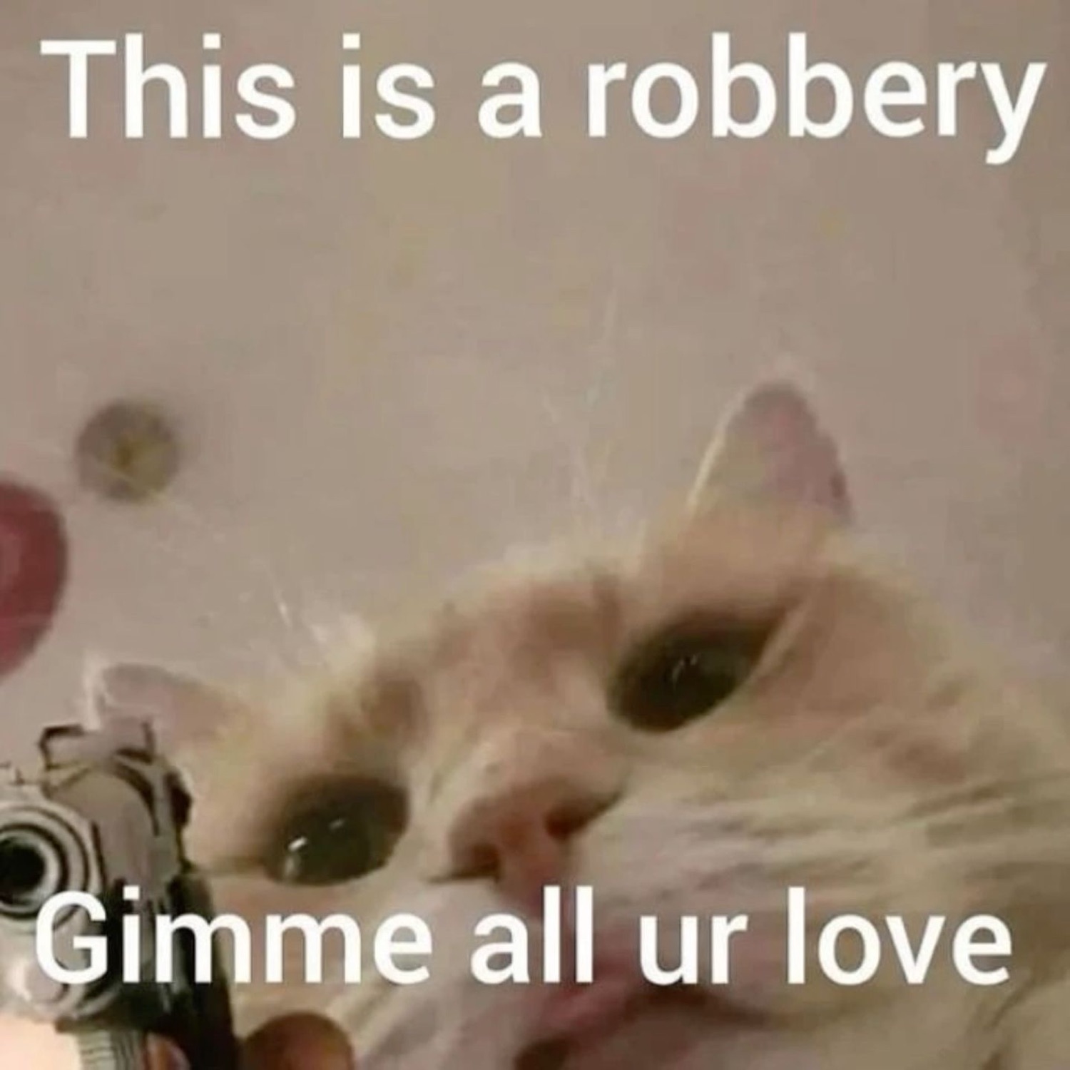 Cream cat holding a tiny gun, staring intensely, captioned 'This is a robbery / Gimme all ur love'