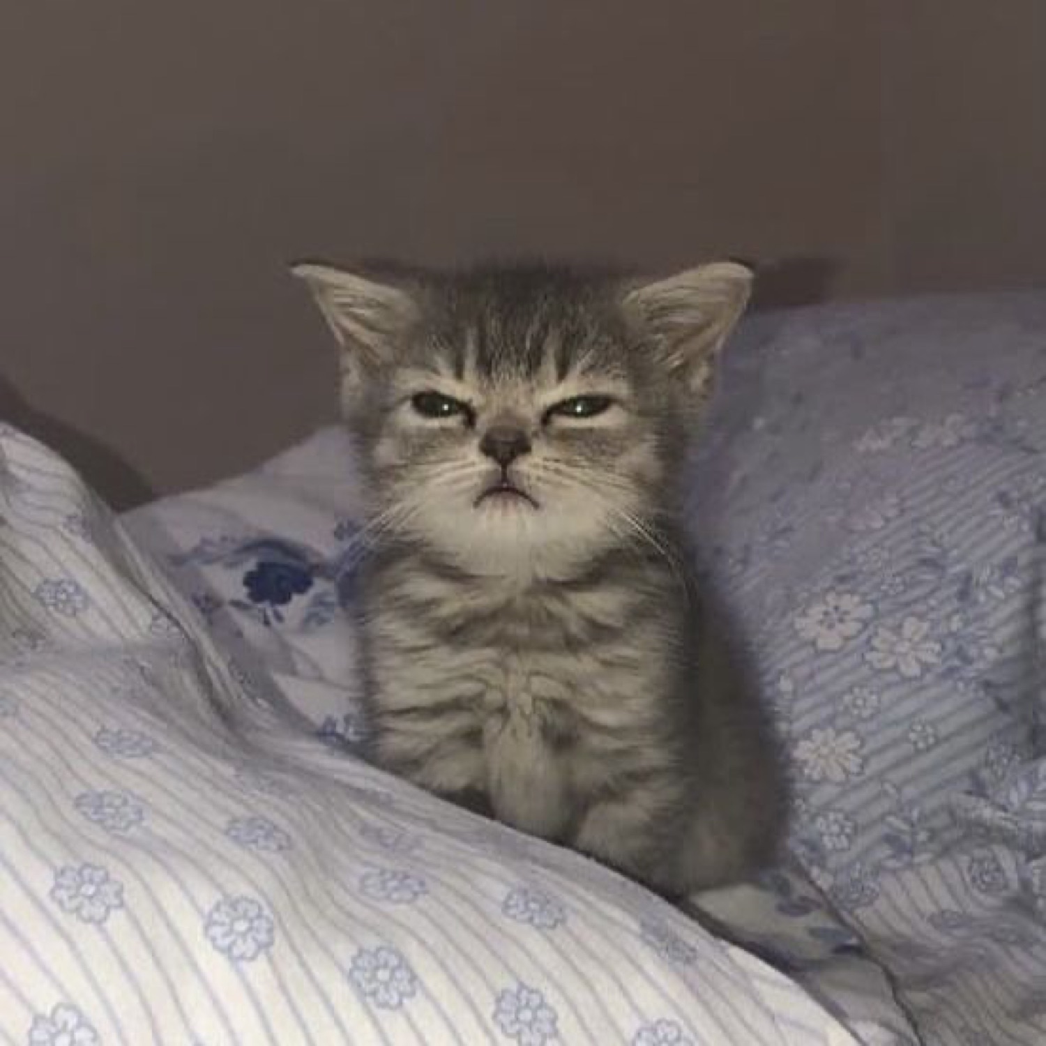 Tiny grey kitten sitting up in bed with a full grown grumpy scowl