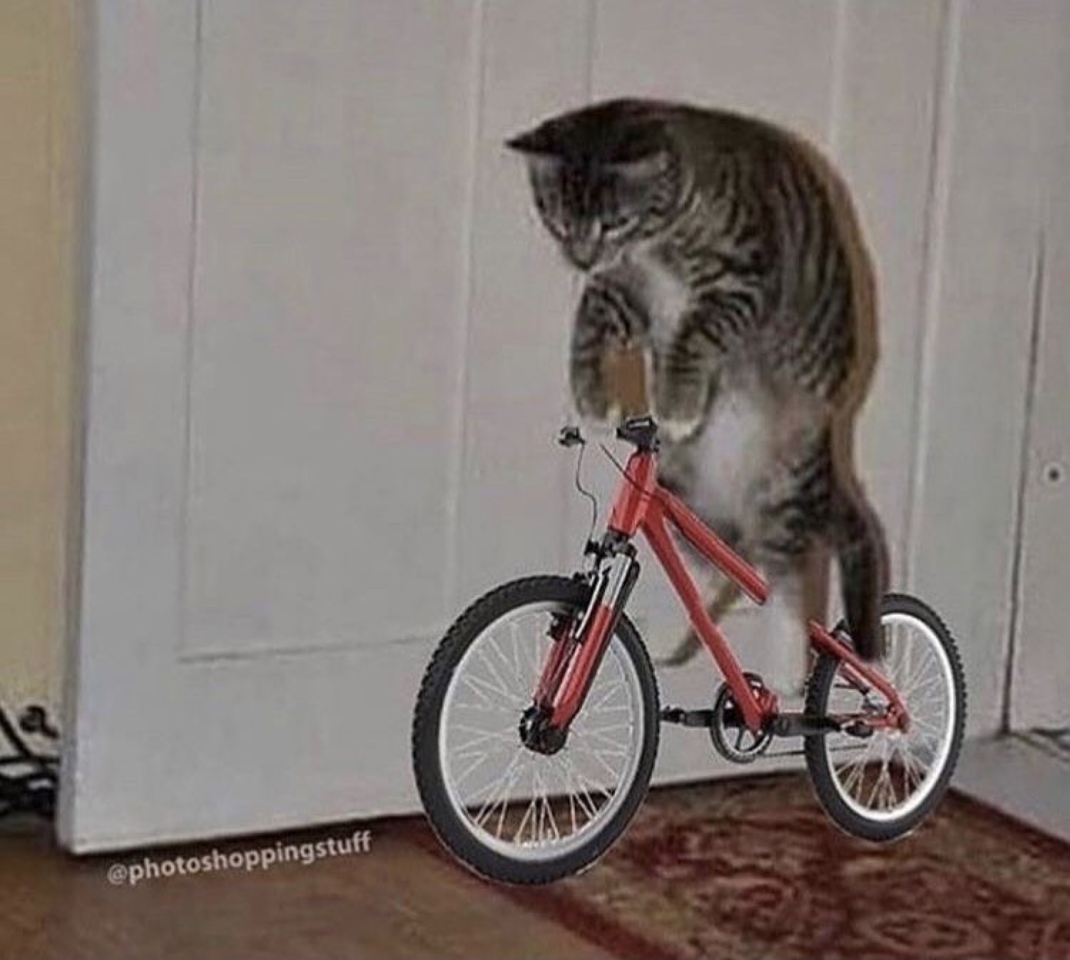 Cat standing up riding a small red bike indoors
