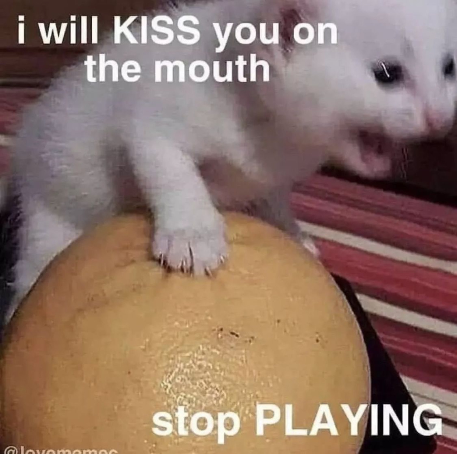 White kitten clinging on top of an object staring intently with text 'i will KISS you on the mouth stop PLAYING'