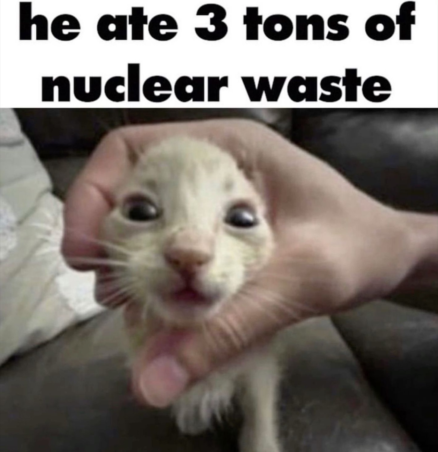 Startled kitten held up to camera, text reads 'he ate 3 tons of nuclear waste'