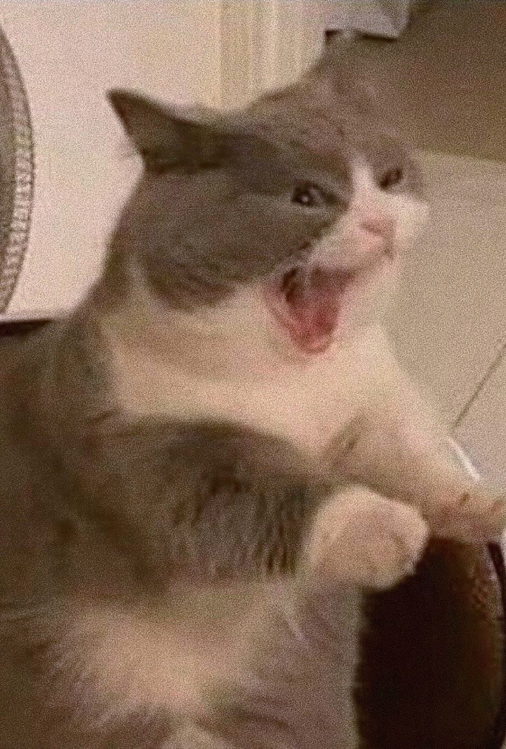 Grey and white cat mid-yell with mouth wide open and paw raised
