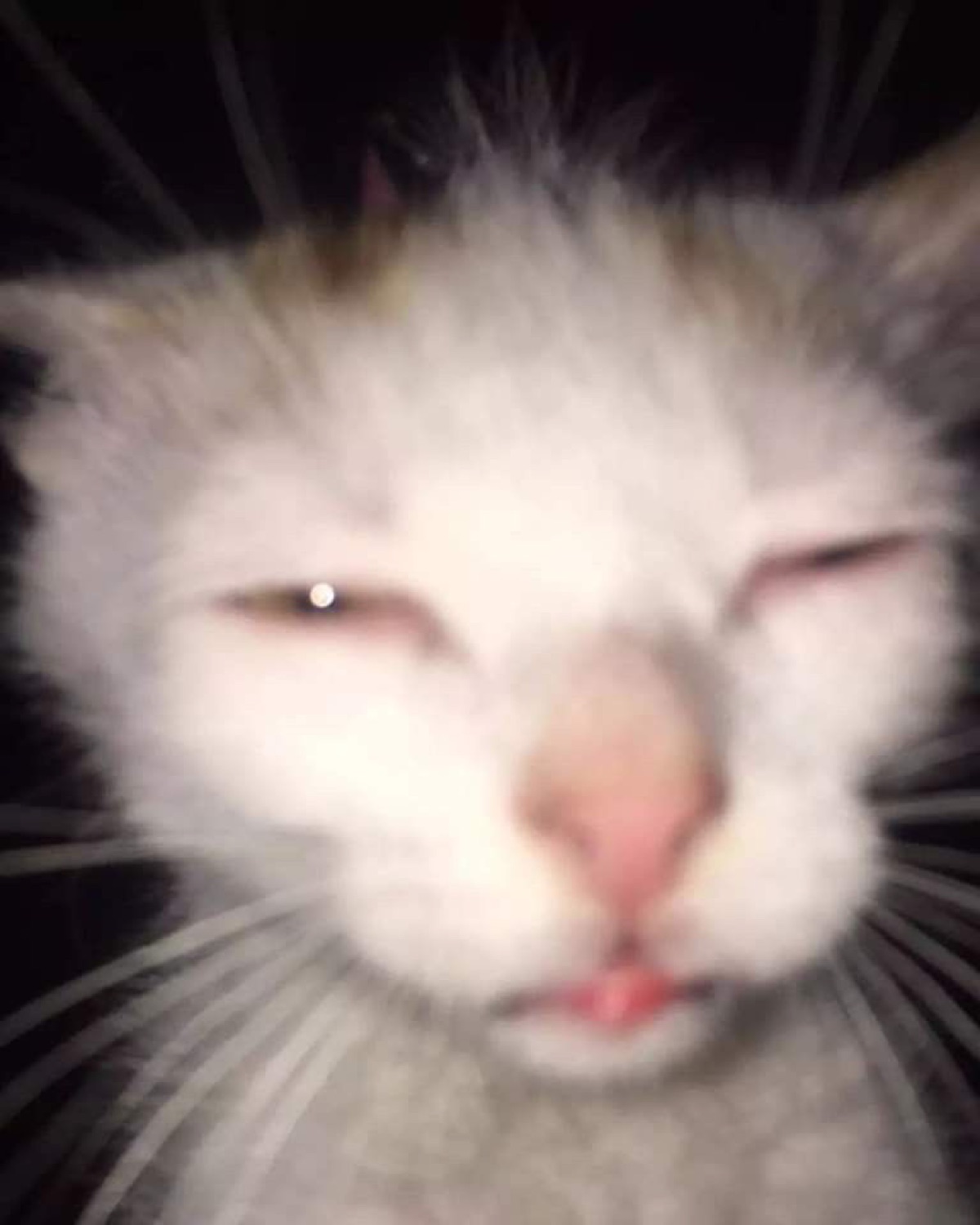 White cat with half-open sleepy eyes and a tiny tongue poking out, deeply unbothered