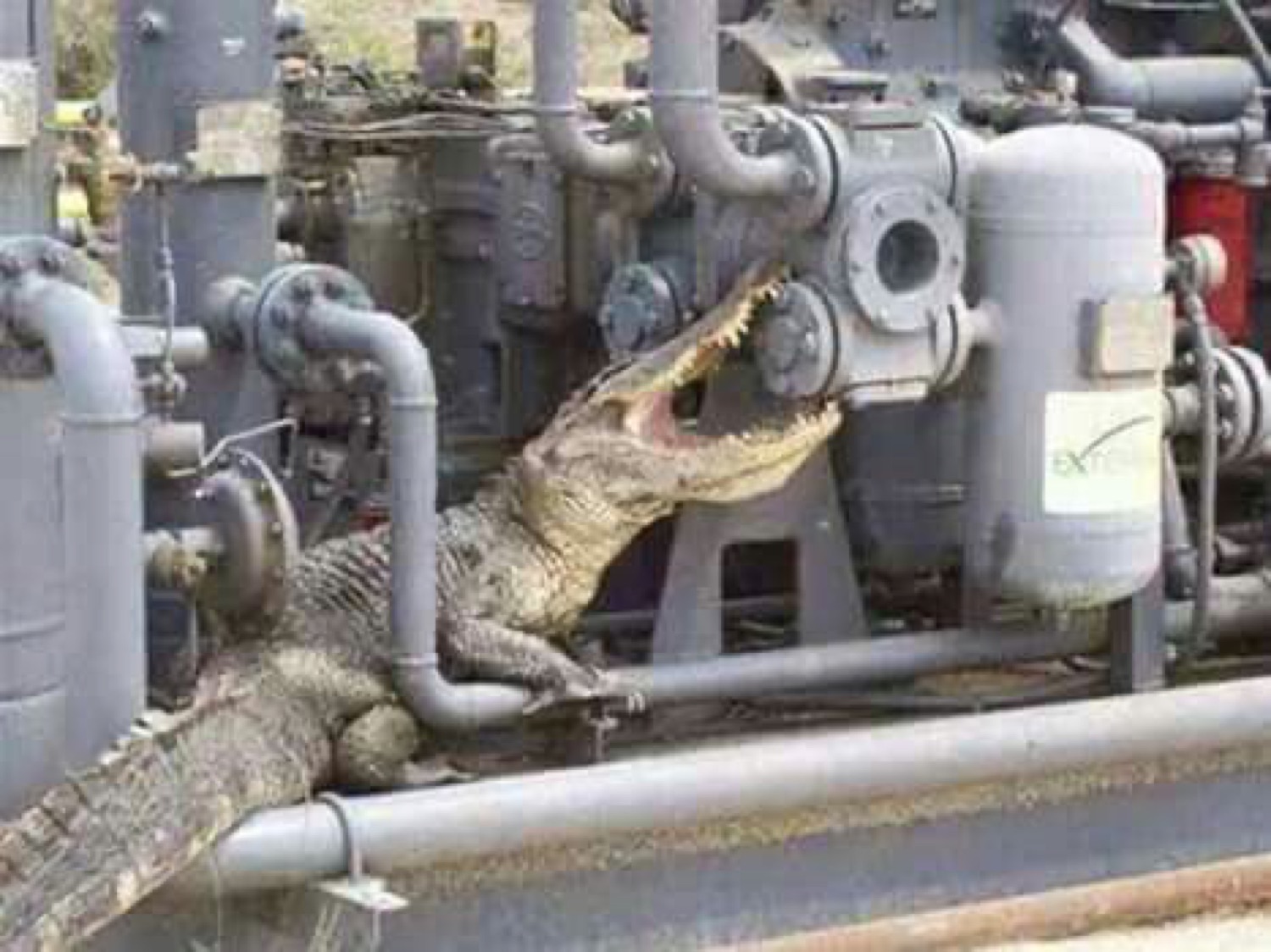 Alligator crawling through a tangle of industrial pipes