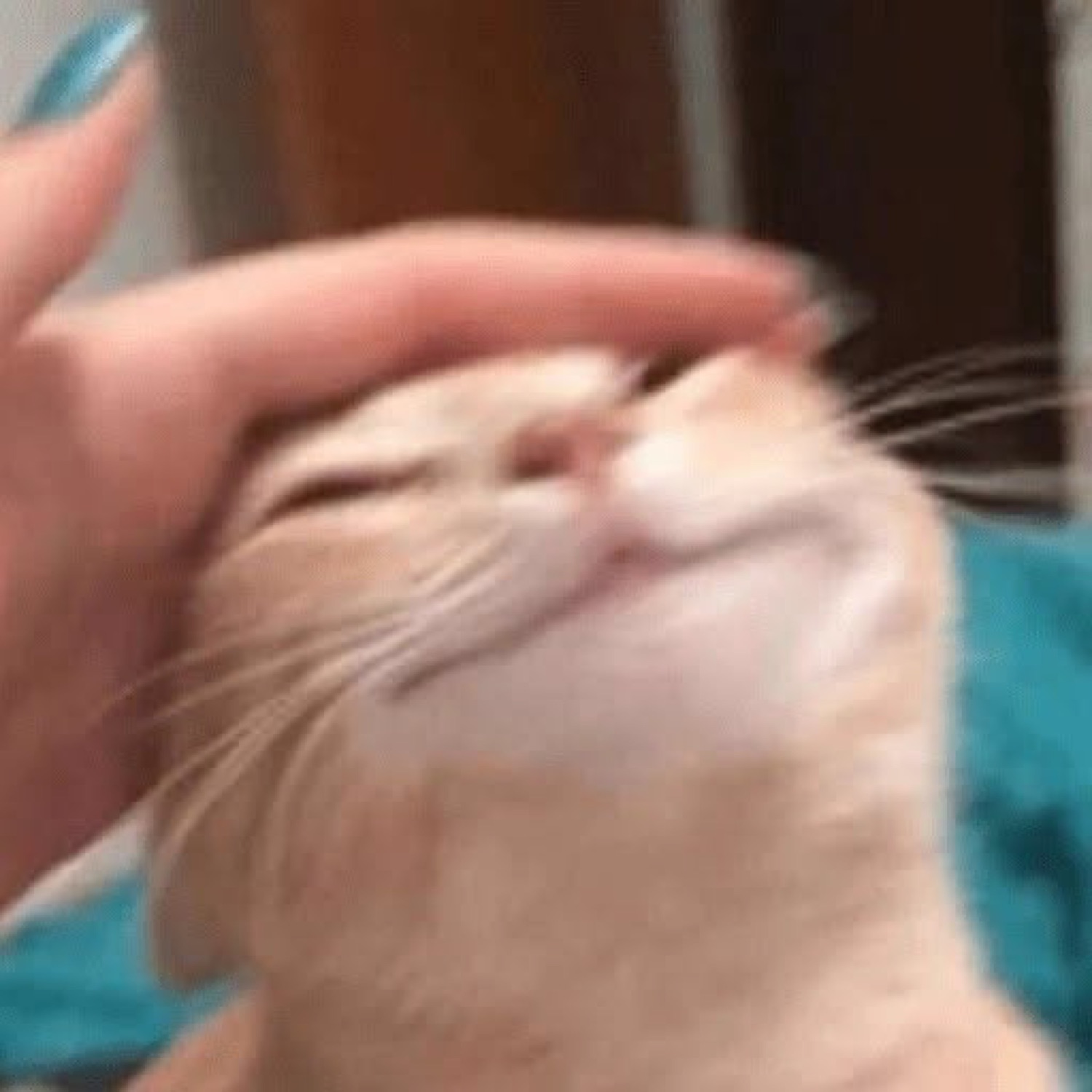 Orange tabby cat getting its cheeks squished by a hand and looking extremely smug about it