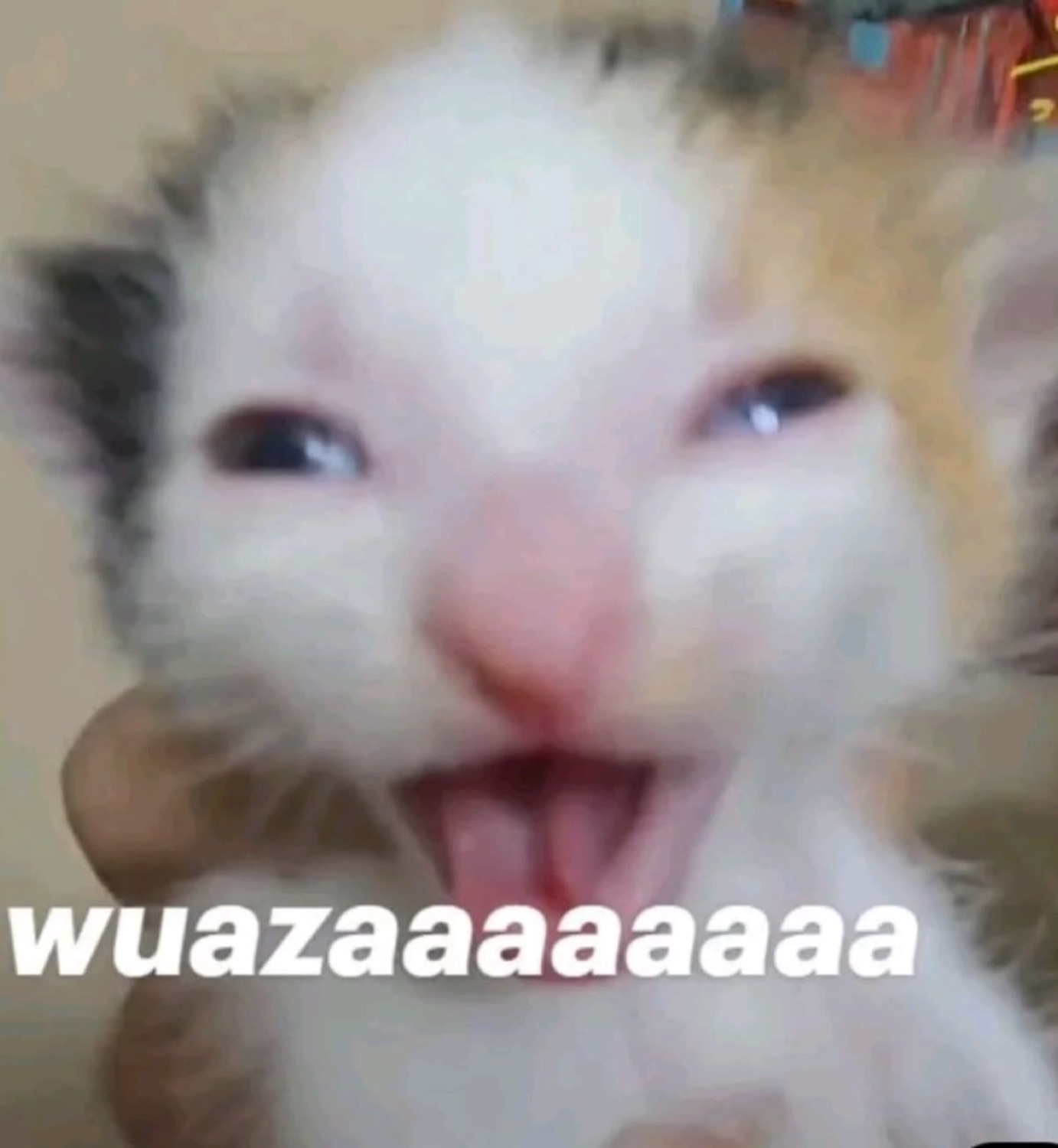 White kitten mid-meow with its tongue out, captioned 'wuazaaaaaaaaa'