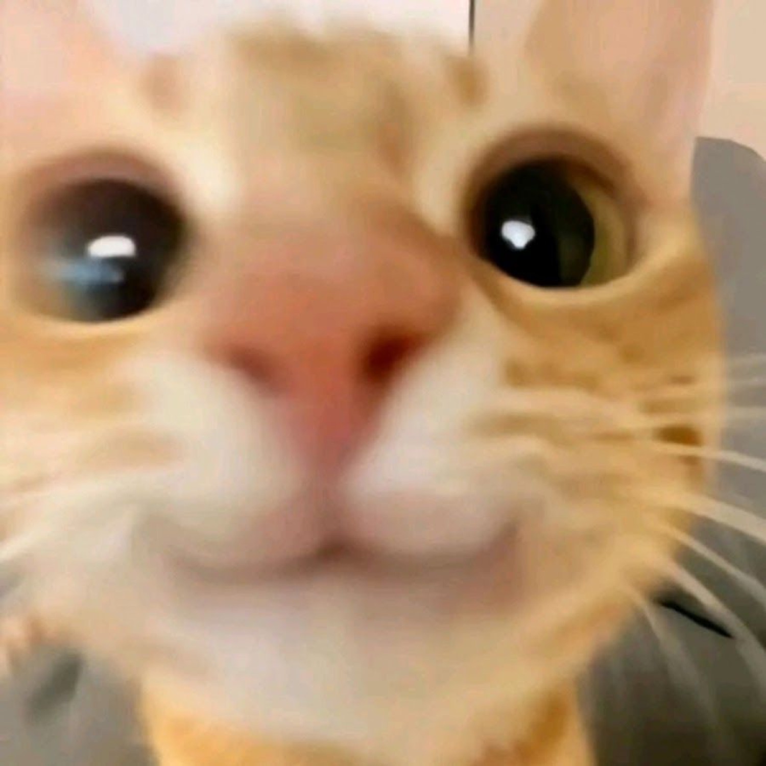 Extreme close-up of an orange cat with huge glossy eyes and a tiny smile