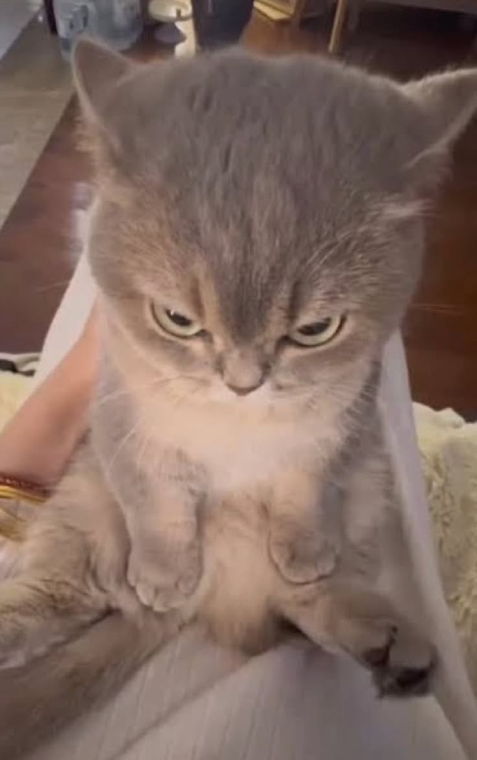 Gray kitten held up with narrowed eyes and a grumpy, annoyed scowl